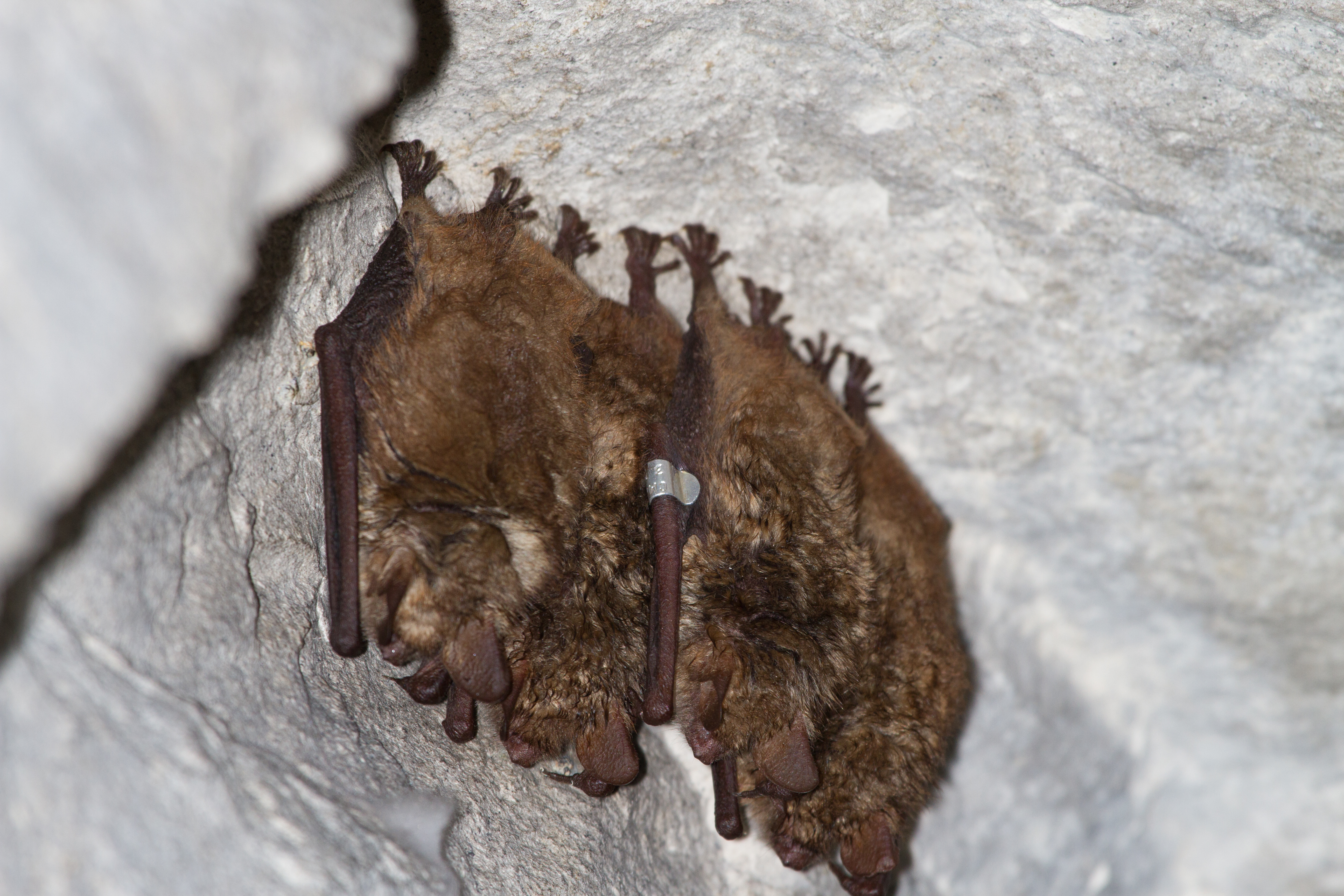 Winter house for bats